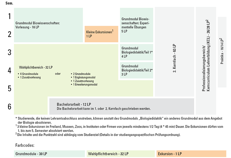 GRafik Exemplarischer Studienverlaufsplan Kernfach Biologie 2 Fächer Bachelor